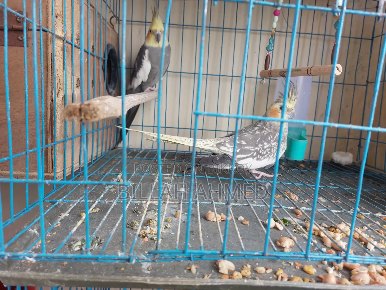 Cockatiel Master Pair