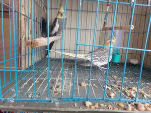 Cockatiel Master Pair