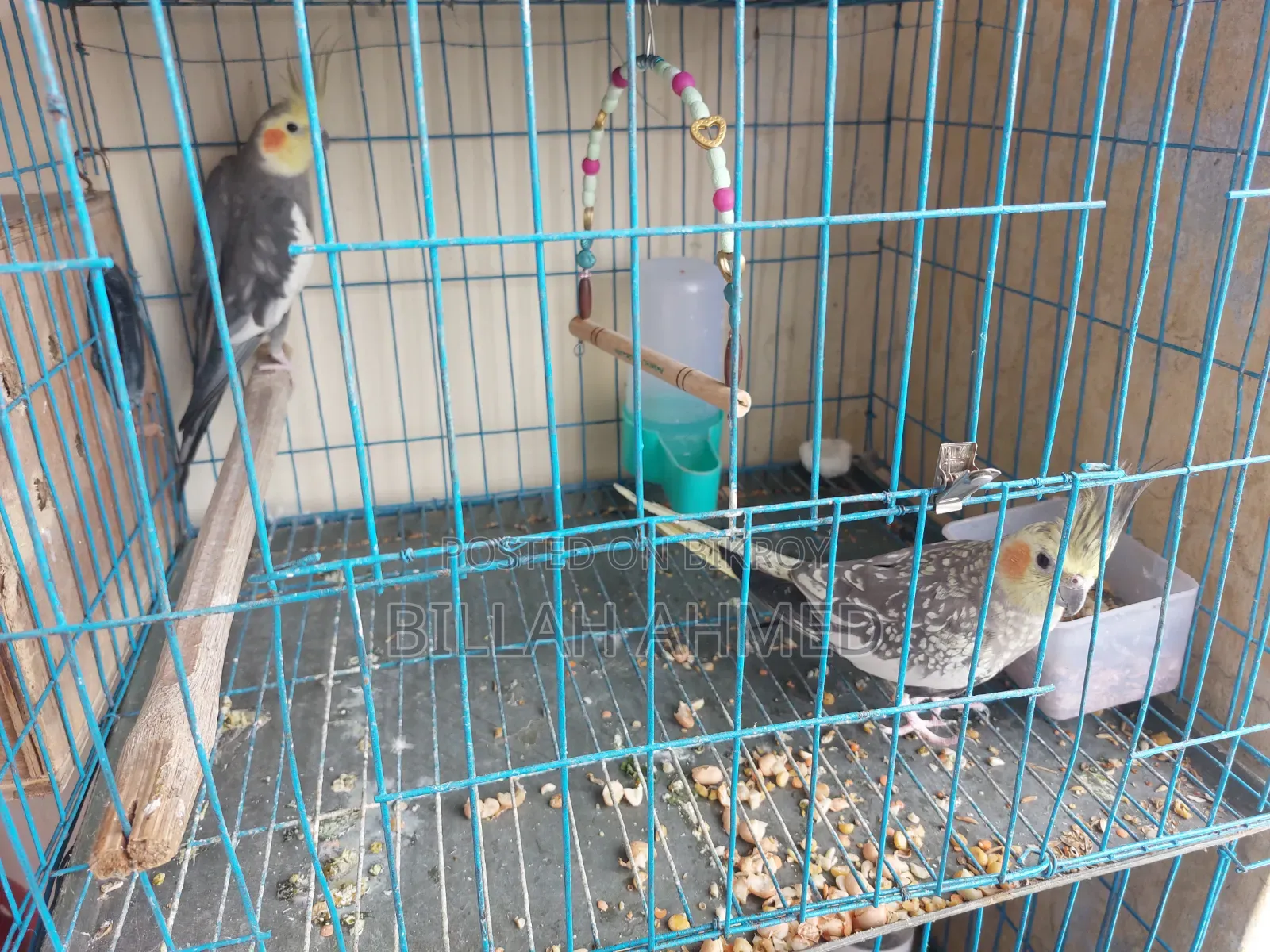 Cockatiel Master Pair