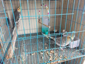 Cockatiel Master Pair