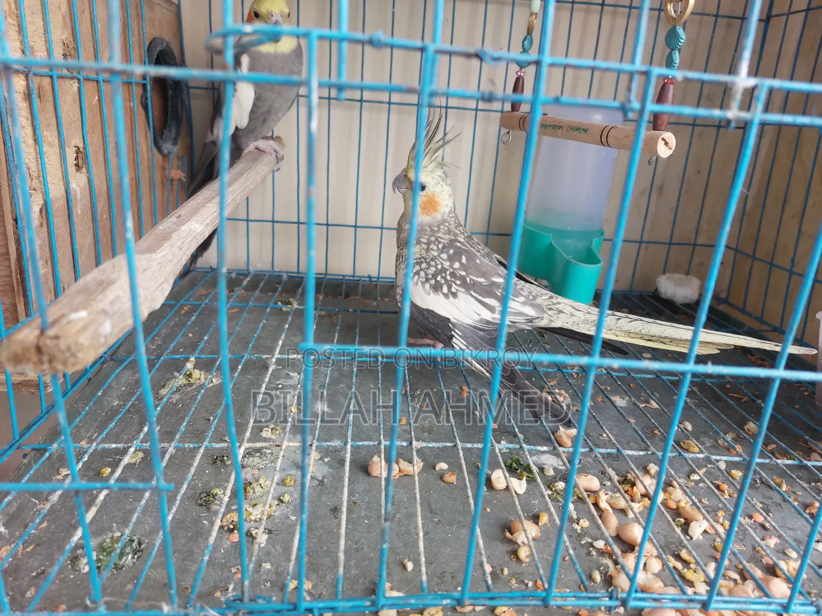 Cockatiel Master Pair