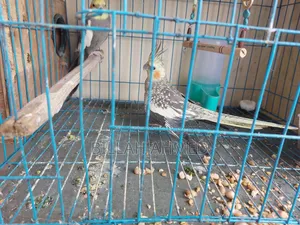 Cockatiel Master Pair