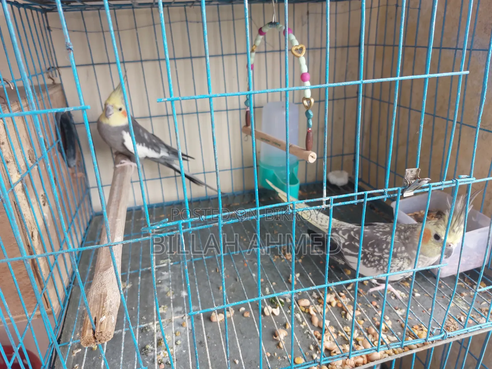 Cockatiel Master Pair