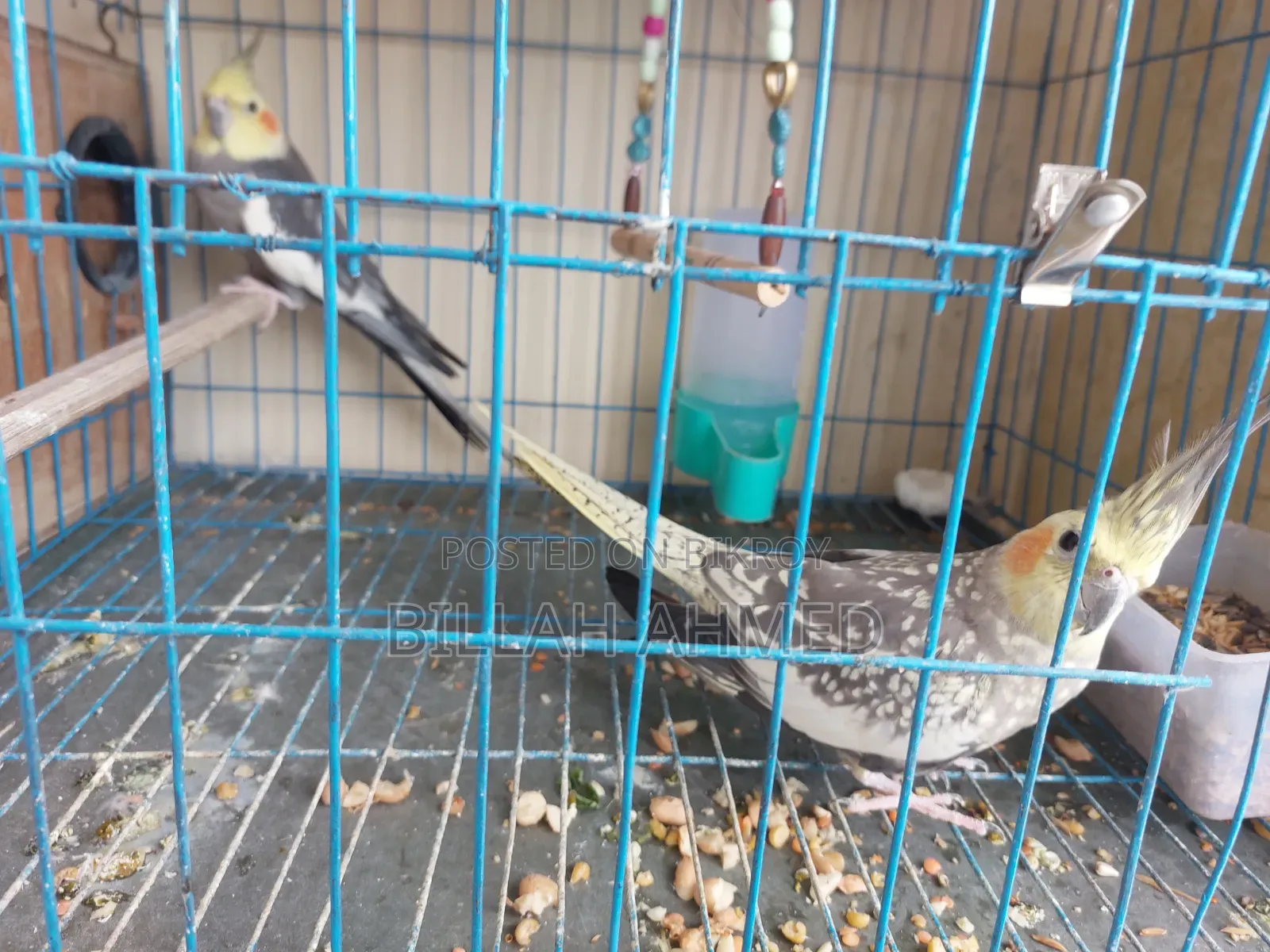 Cockatiel Master Pair