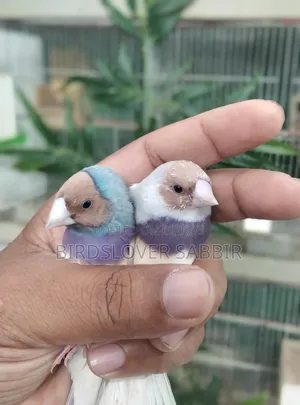 ব্লু ও সিলভার গোল্ডিয়ান ফিন্স পাখি।
