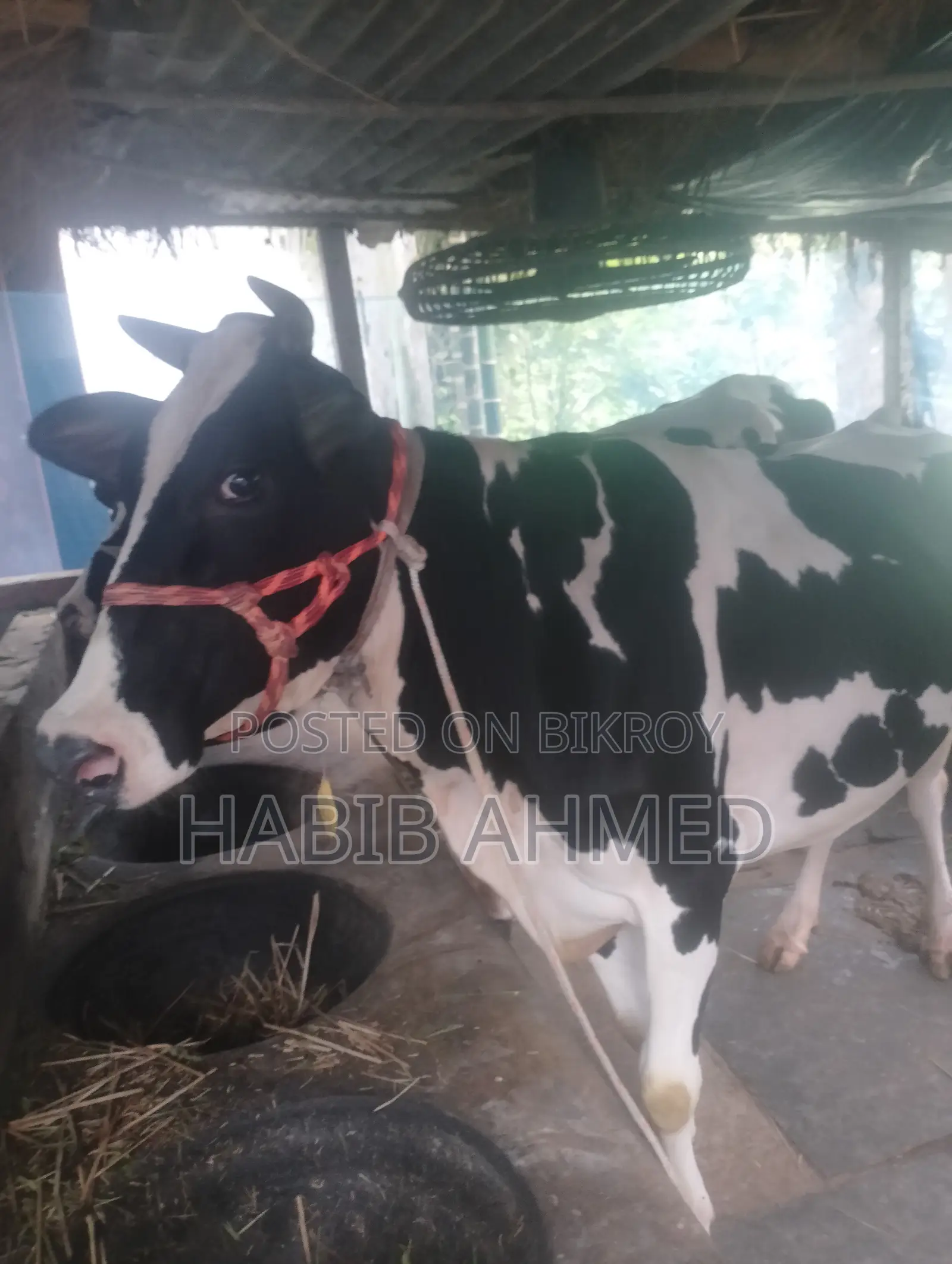 Fresian Cow
