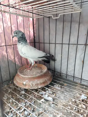 Green Golla Bird