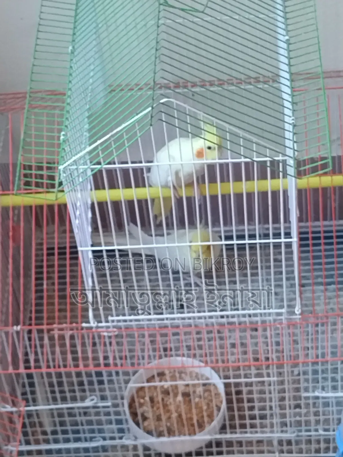 Pair of pet Cockatiels with cage and box for sale, I cannot give them time.