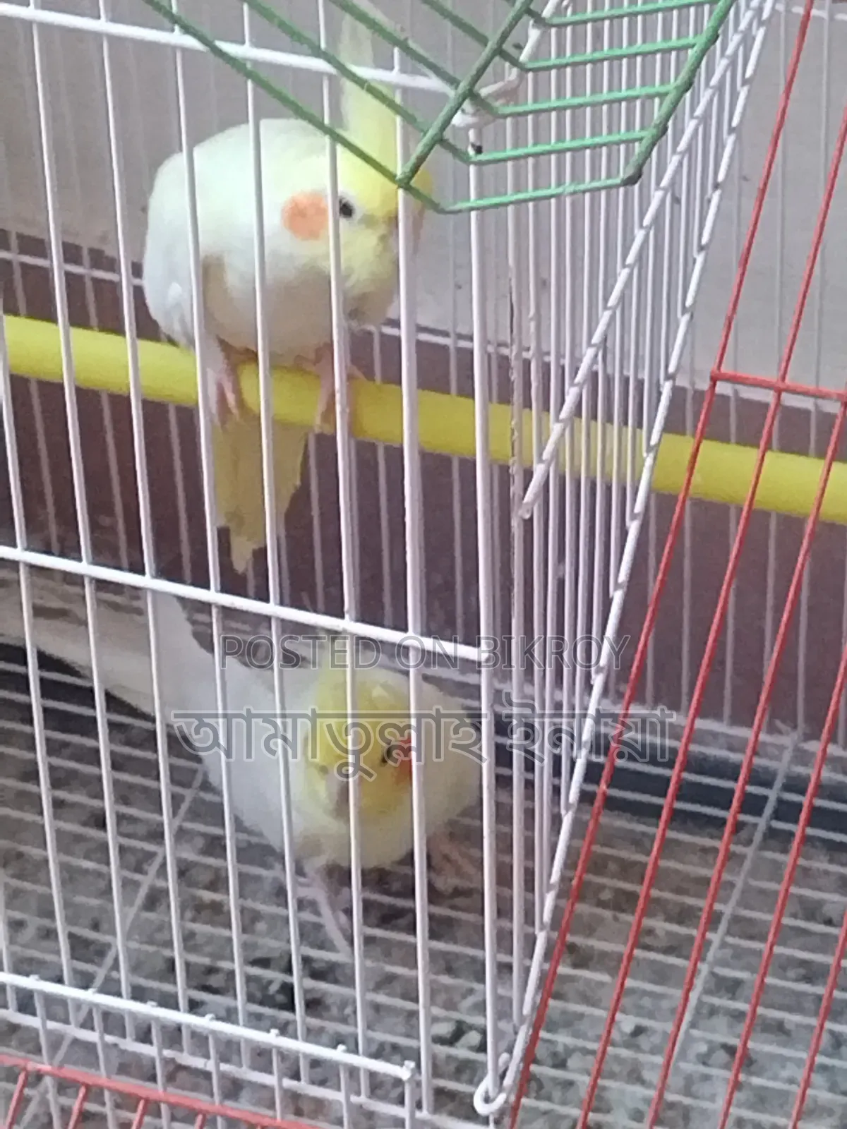 Pair of pet Cockatiels with cage and box for sale, I cannot give them time.