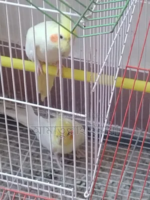 Pair of pet Cockatiels with cage and box for sale, I cannot give them time.