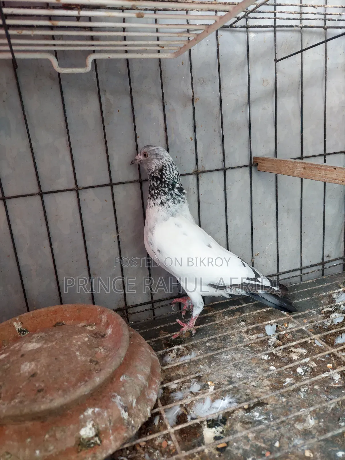 Green Golla Bird