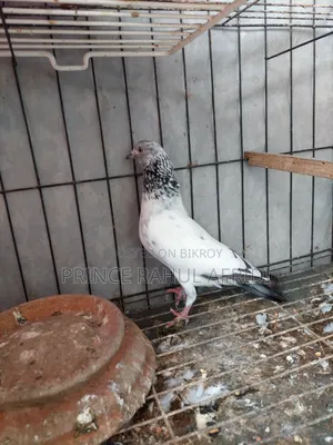 Green Golla Bird