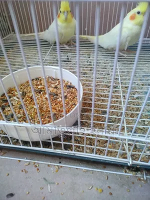 Pair of pet Cockatiels with cage and box for sale, I cannot give them time.