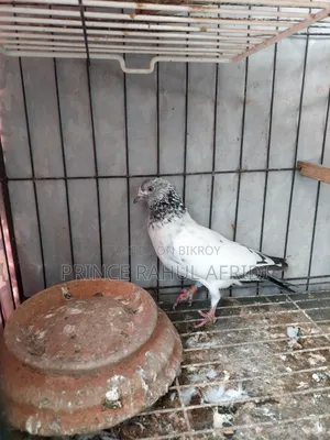 Green Golla Bird