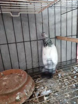 Green Golla Bird