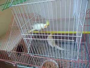 Pair of pet Cockatiels with cage and box for sale, I cannot give them time.