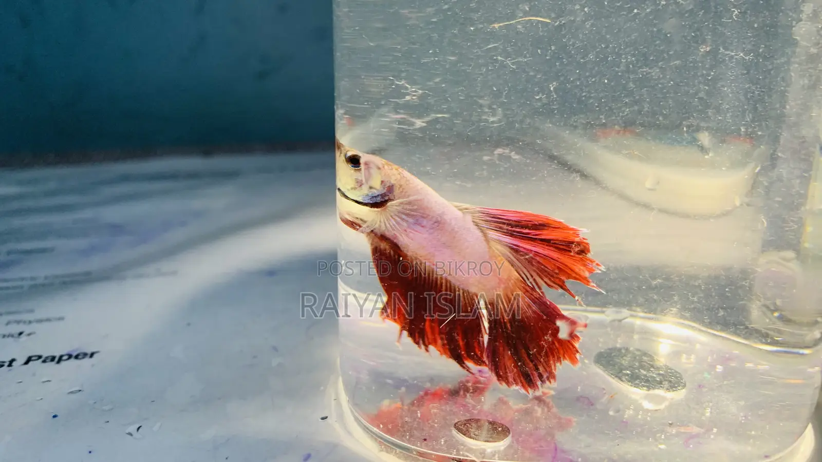 Beta Fish Male and Female. Adult.