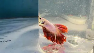 Beta Fish Male and Female. Adult.
