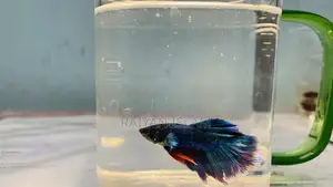 Beta Fish Male and Female. Adult.