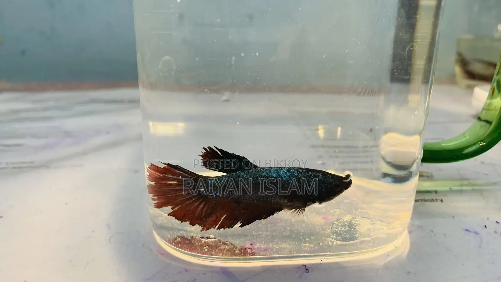 Beta Fish Male and Female. Adult.