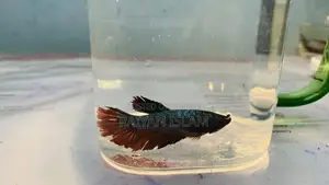 Beta Fish Male and Female. Adult.
