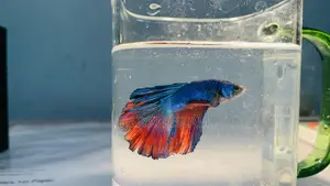 Beta Fish Male and Female. Adult.
