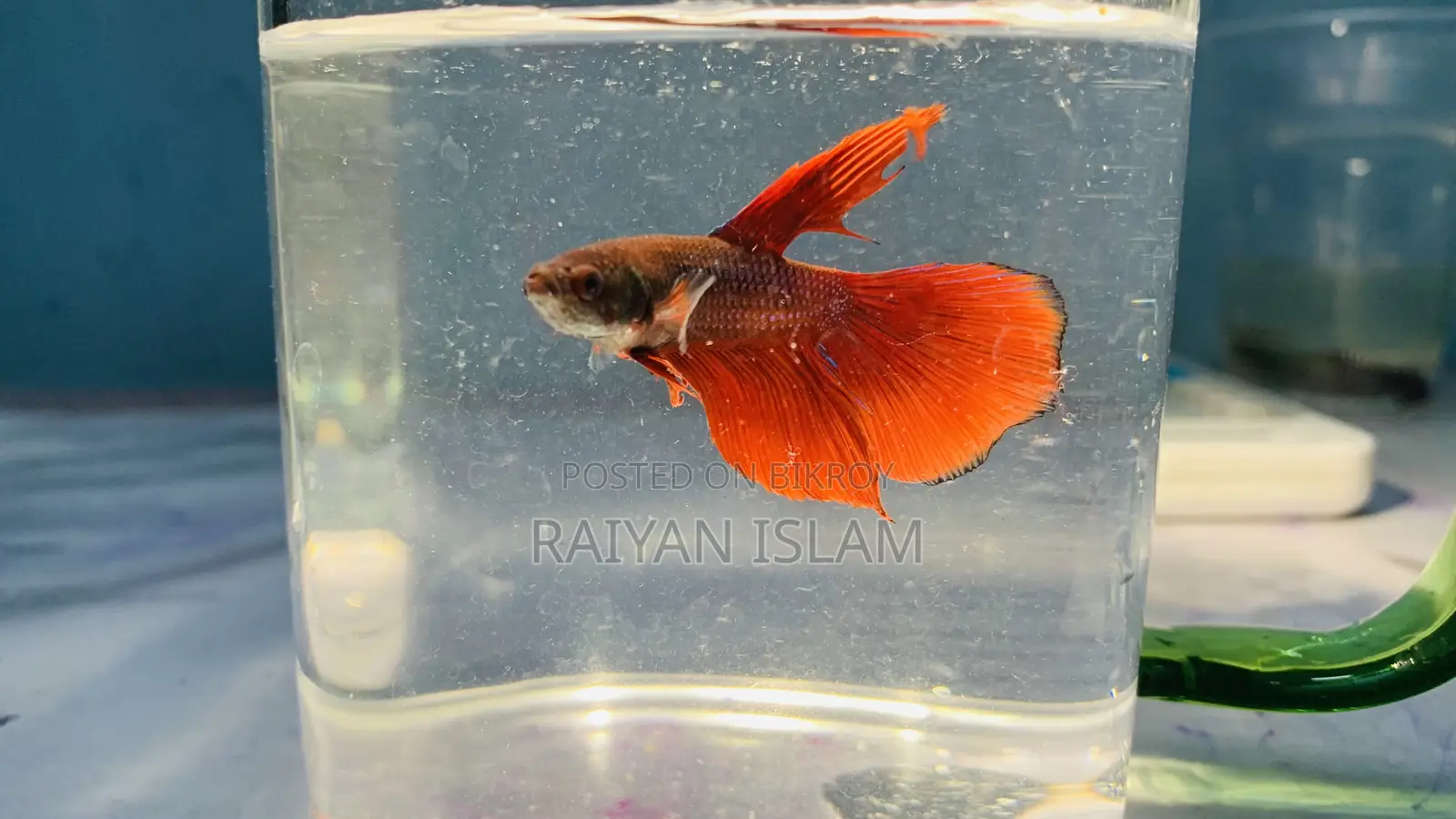 Beta Fish Male and Female. Adult.