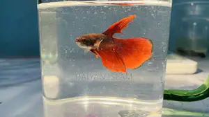 Beta Fish Male and Female. Adult.