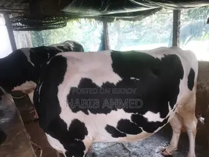 Fresian Cow