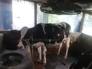 Fresian Cow