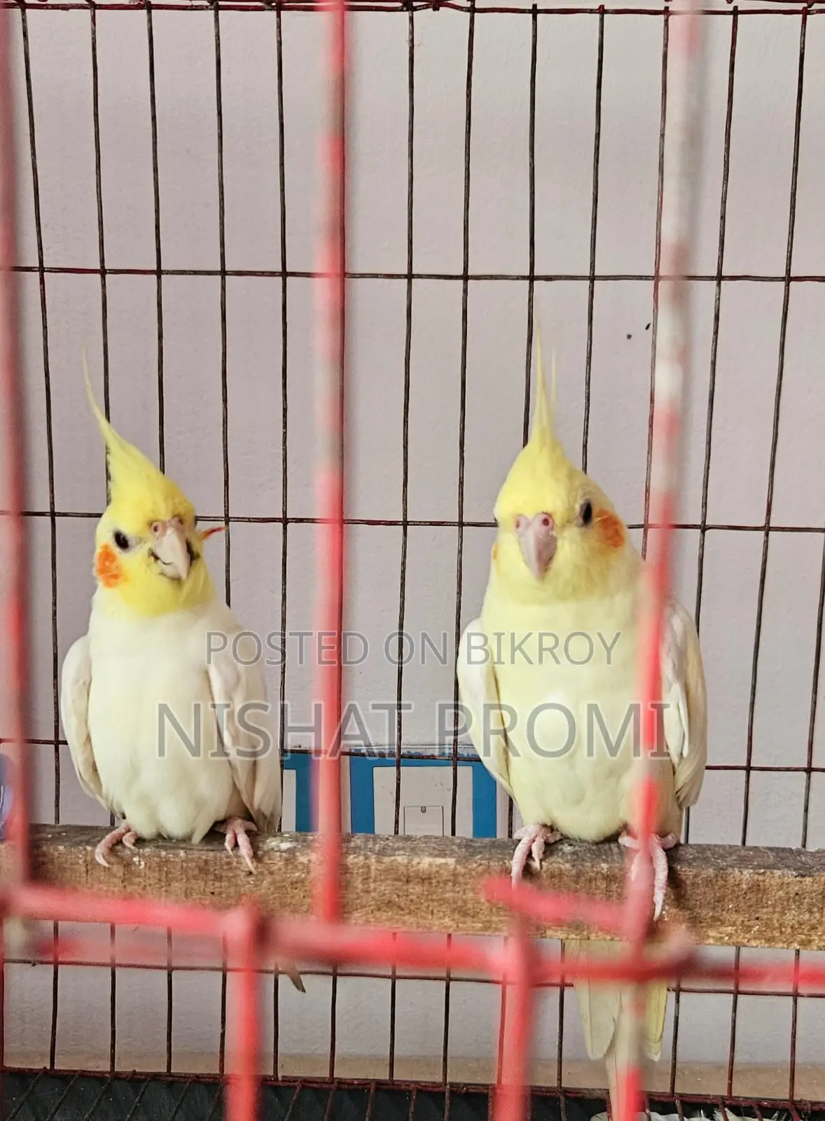 Want to Sell Red Eye Master Pair Lutino Cockatiel