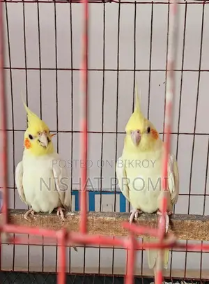 Want to Sell Red Eye Master Pair Lutino Cockatiel