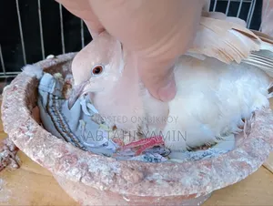Dove Ghughu Bird
