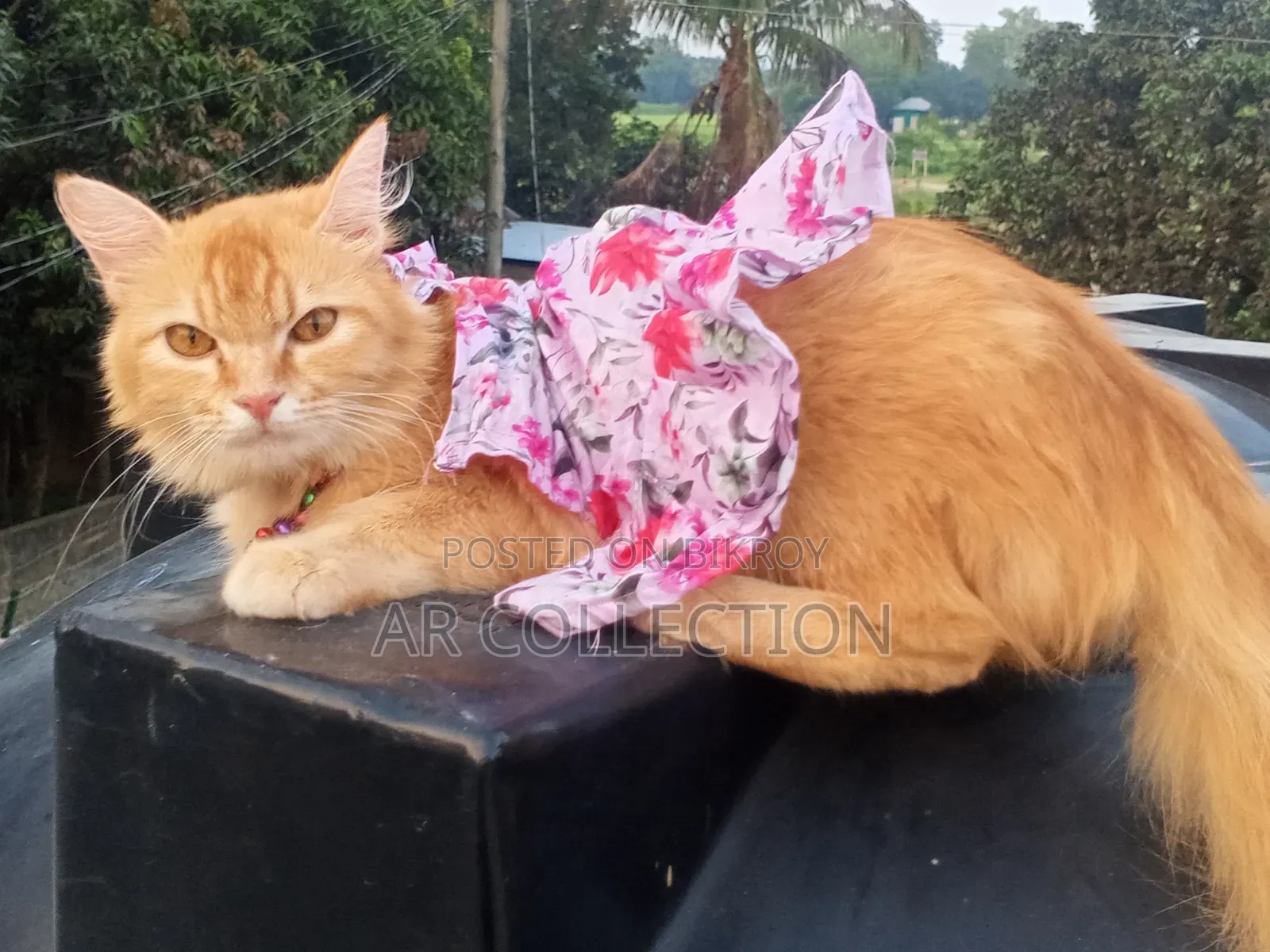 1+ Year Female Purebred Persian