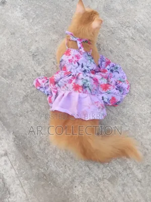 1+ Year Female Purebred Persian