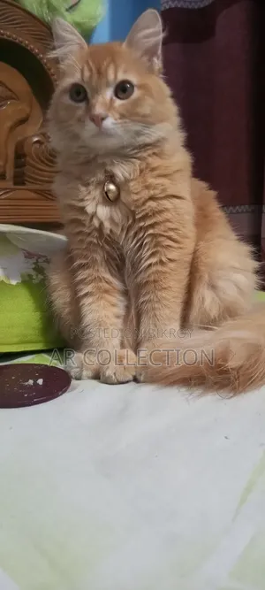 1+ Year Female Purebred Persian