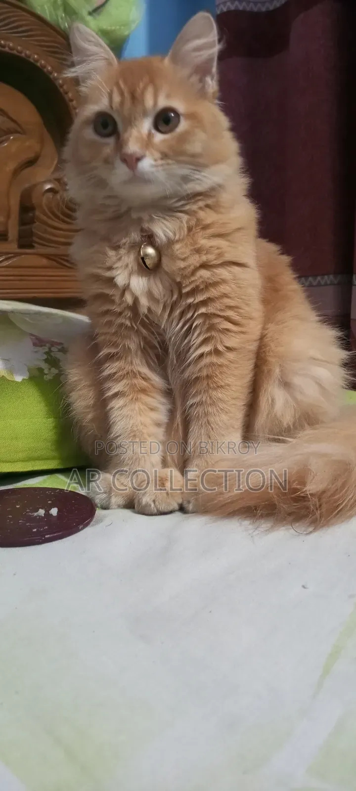 1+ Year Female Purebred Persian