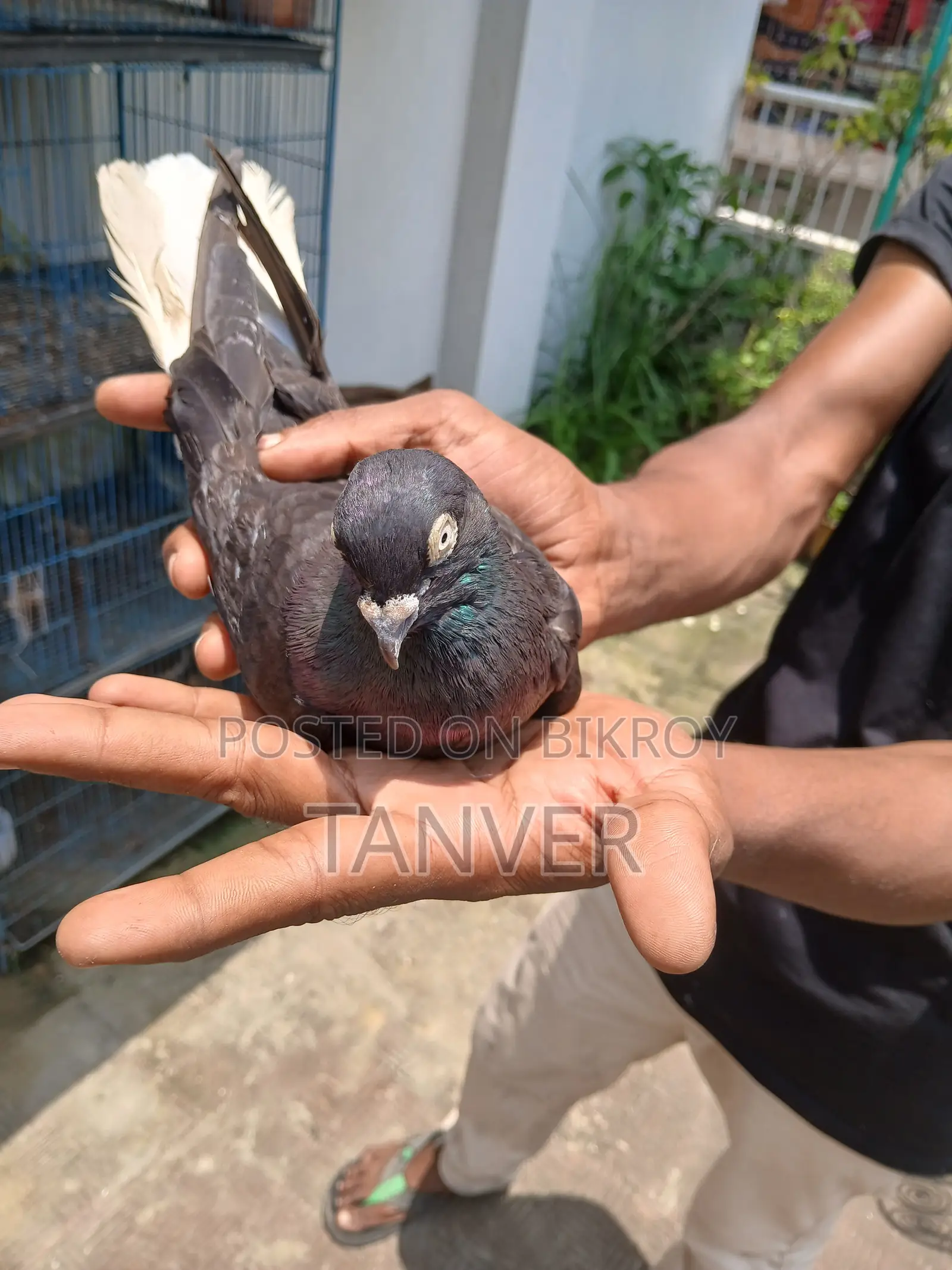 Mosaldom Nor 12 Dom Fresh