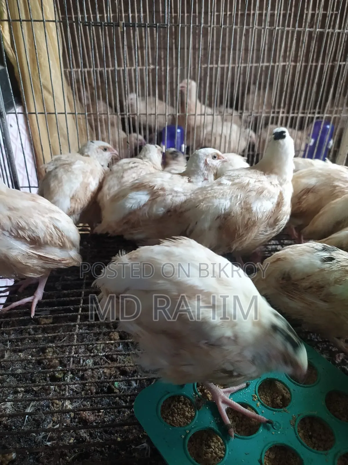 Jumbo Quail Bird