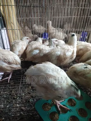 Jumbo Quail Bird