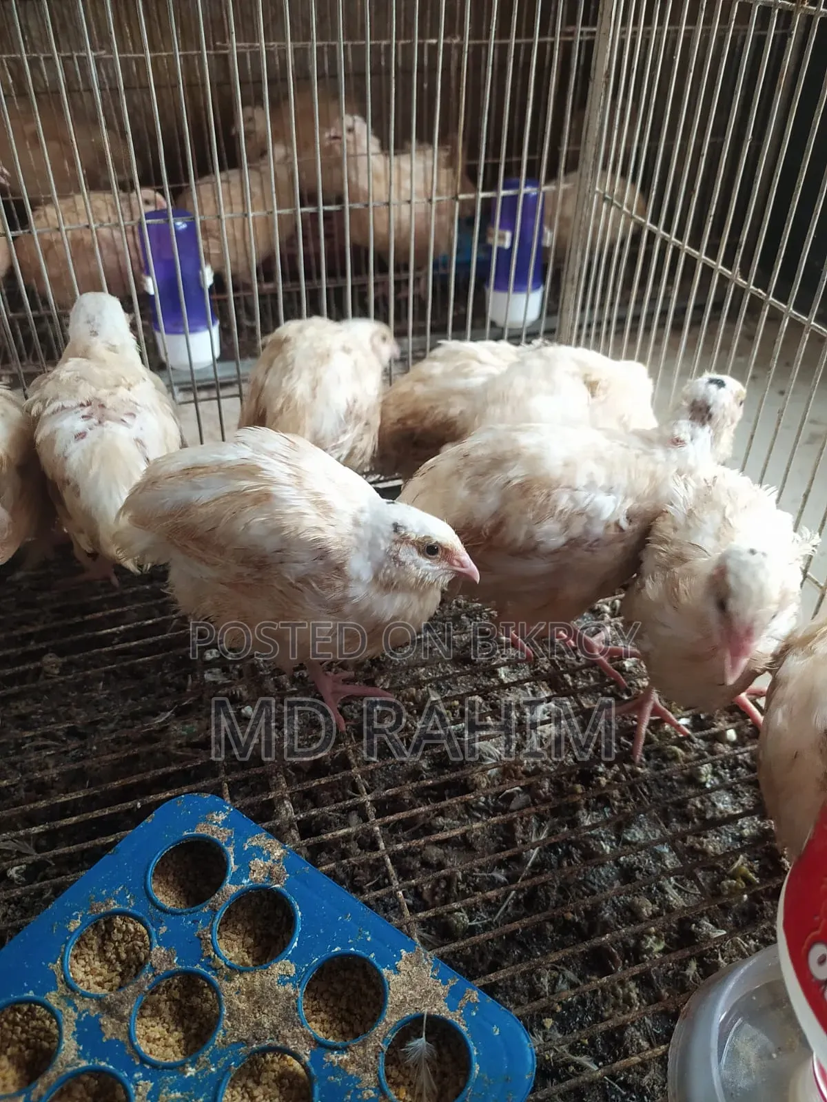 Jumbo Quail Bird
