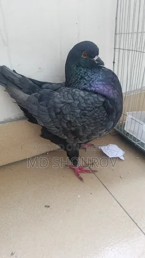 Male King Pigeon