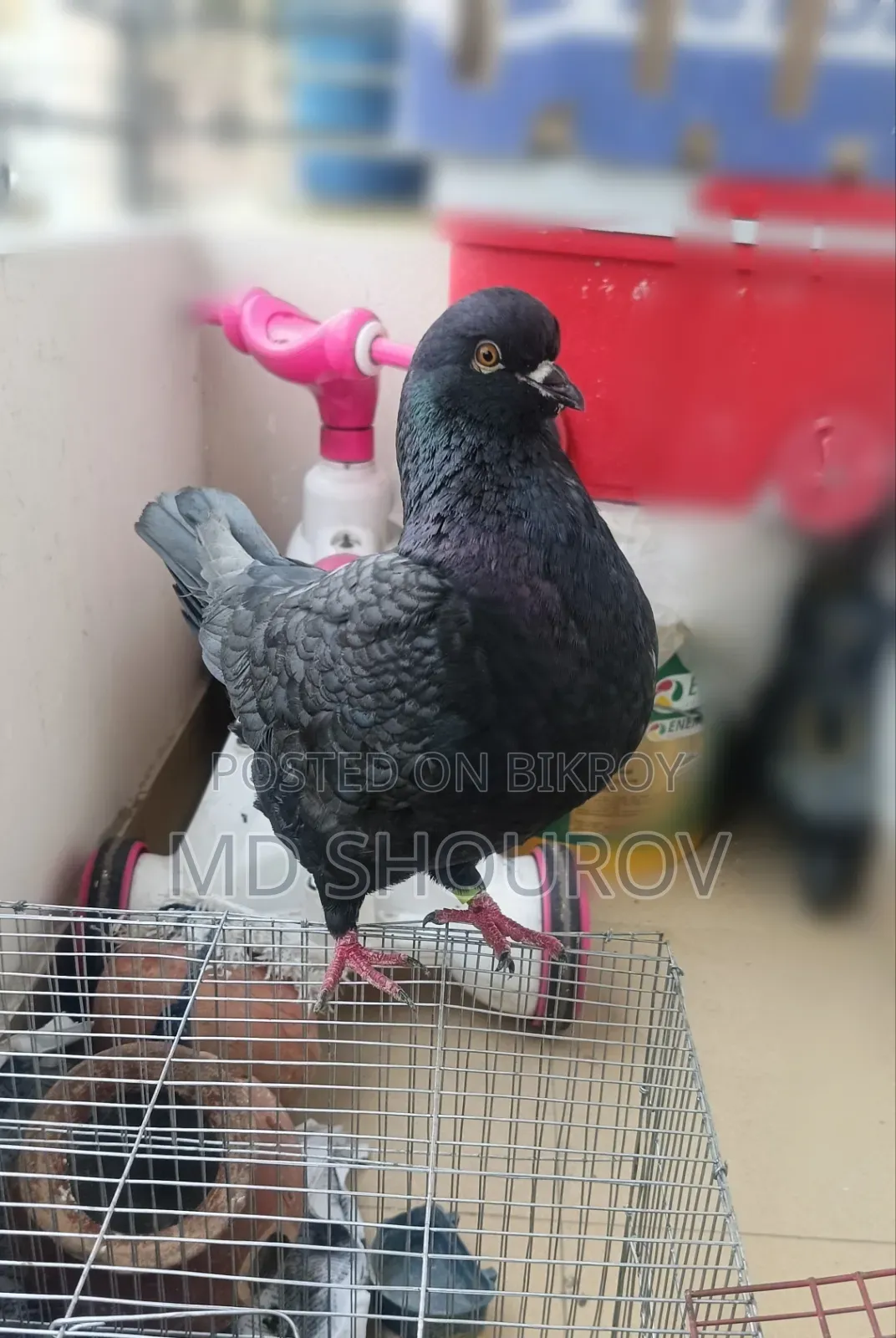 Male King Pigeon
