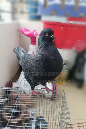 Male King Pigeon