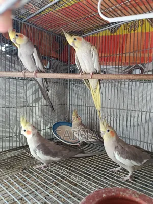 Cockatiel Bird Pair
