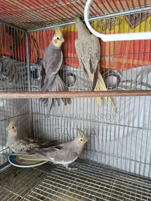 ককাটেল পাখির জোড়া