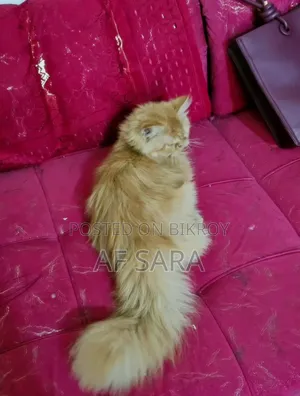 3-6 Months Female Purebred Persian