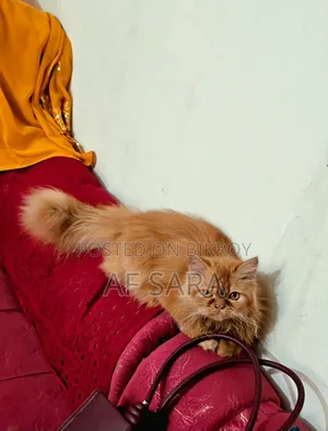 3-6 Months Female Purebred Persian