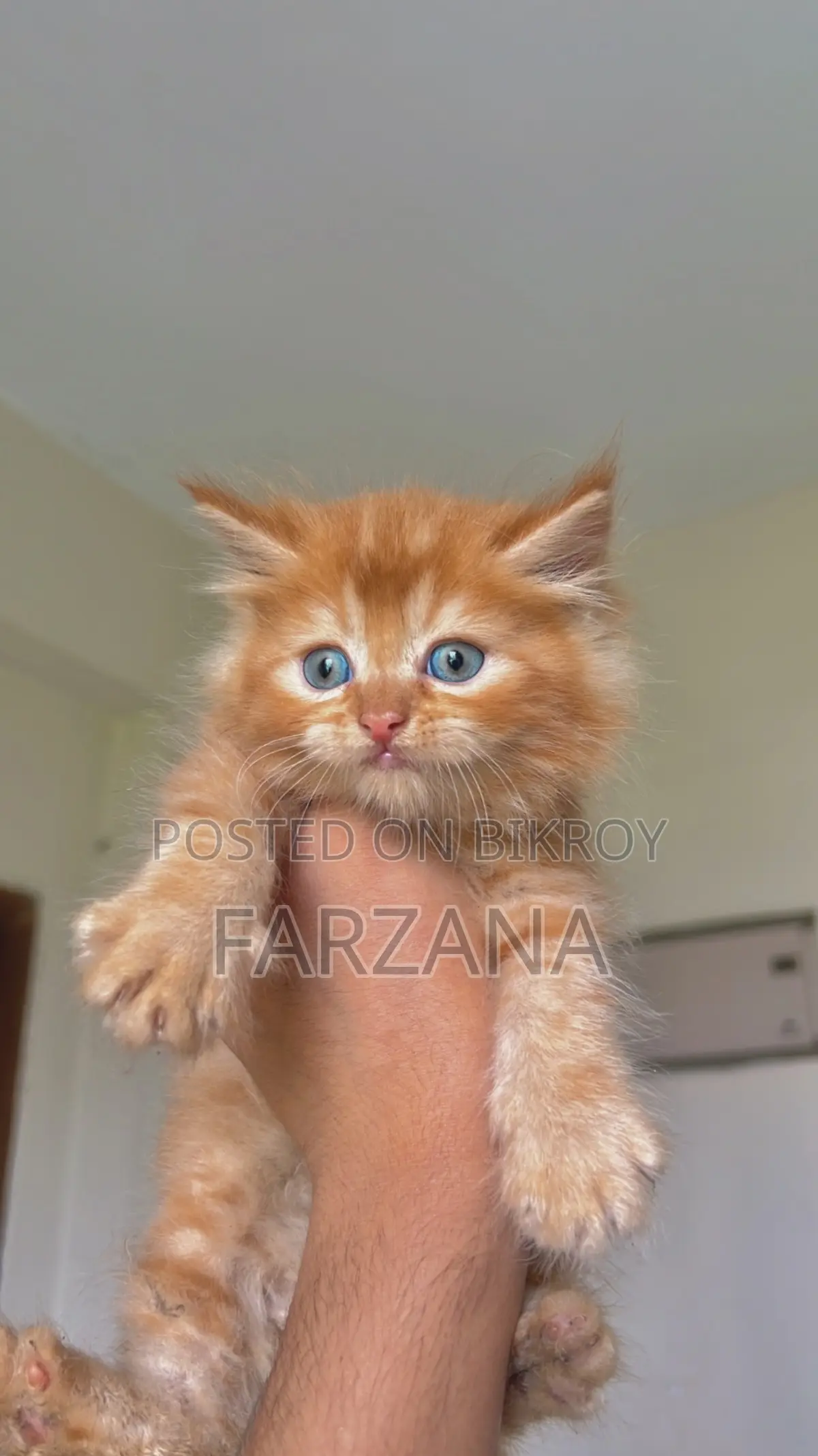 0-1 Month Female Purebred Persian