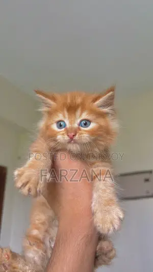0-1 Month Female Purebred Persian